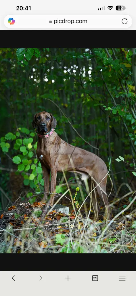 Bild von Rambo