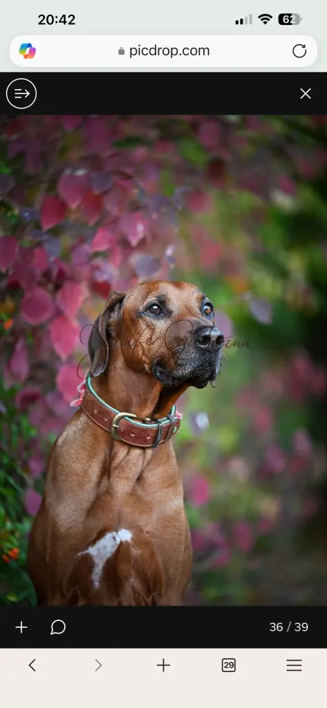 Bild von Rambo