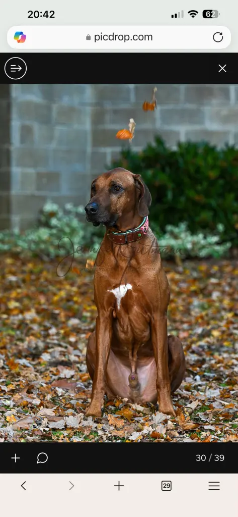 Bild von Rambo