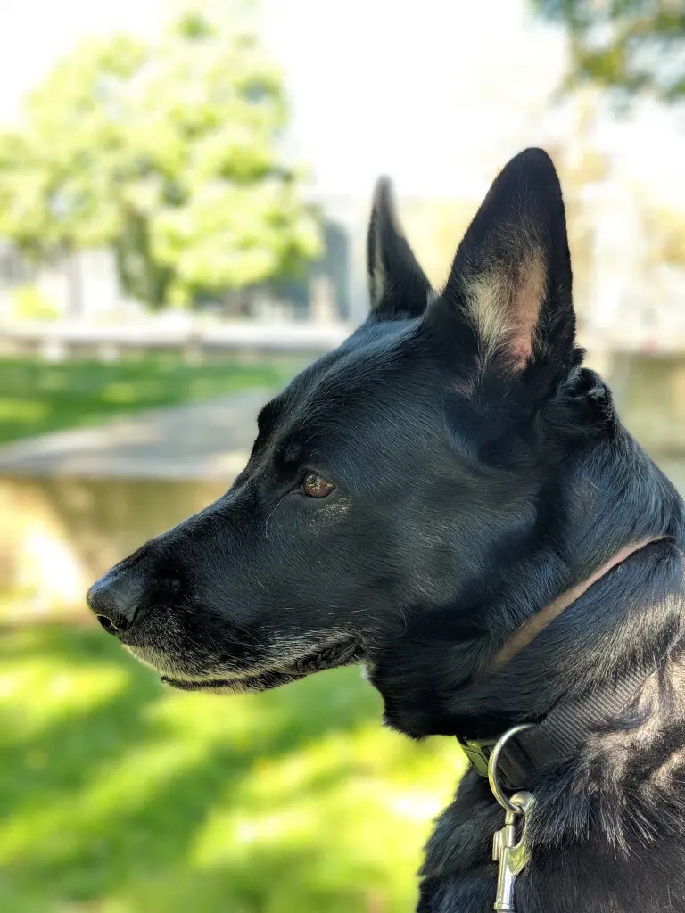 Bild von Shila