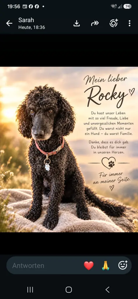 Bild von Rocky