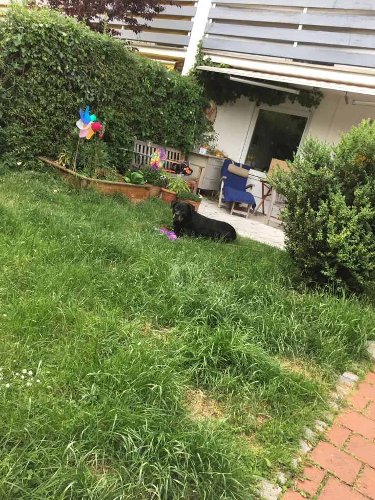 Image from Ricco