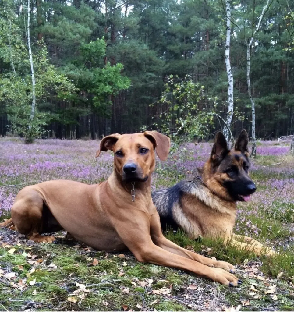 Andachtsbild von Franziska Mi-Wi
