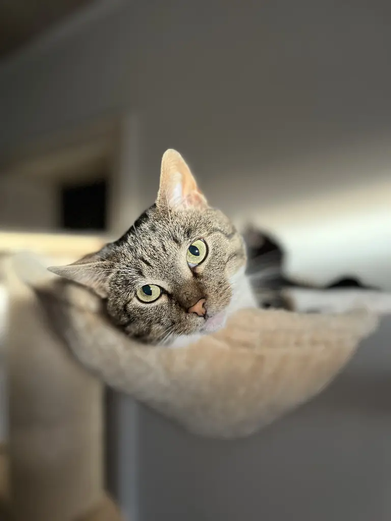 Bild von Gizmo