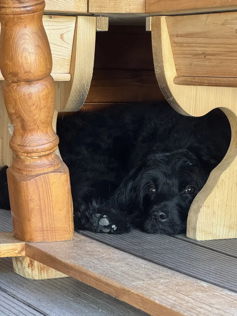 Bild von Romeo