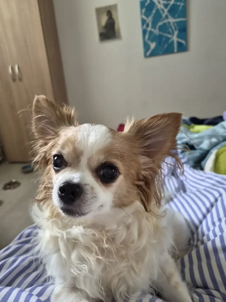 Bild von Daisy