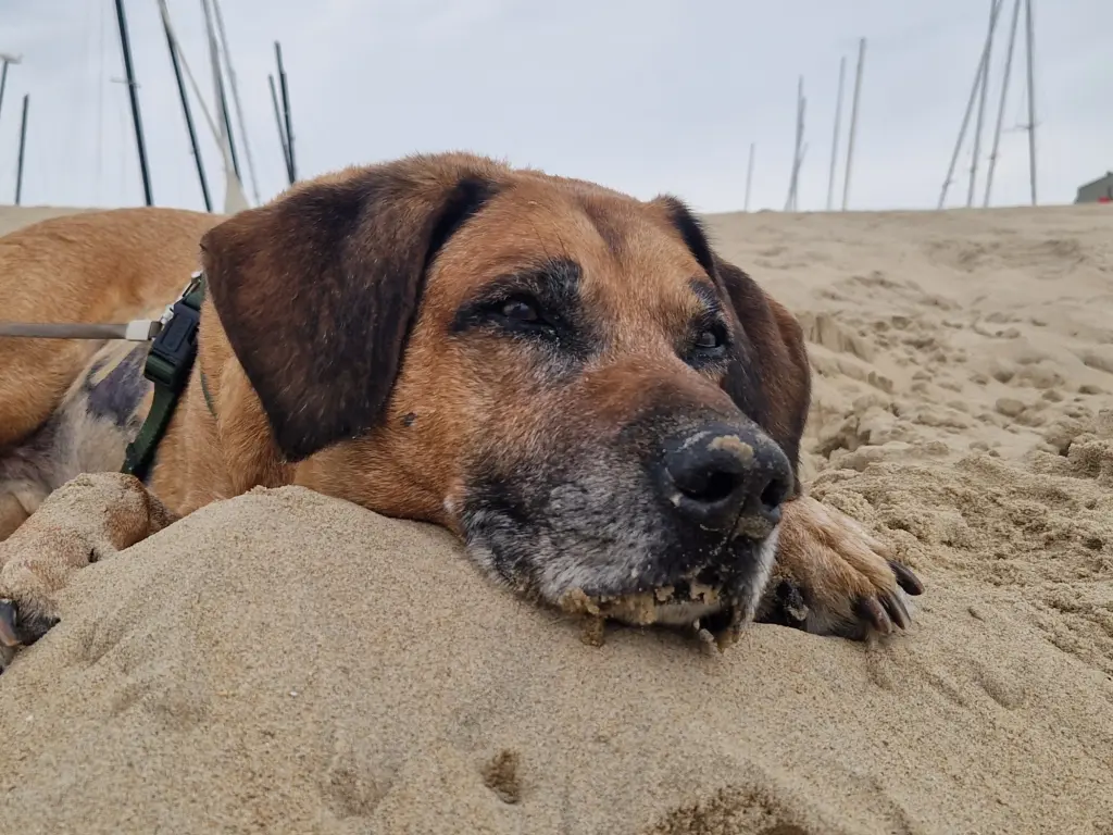 Bild von Chiko