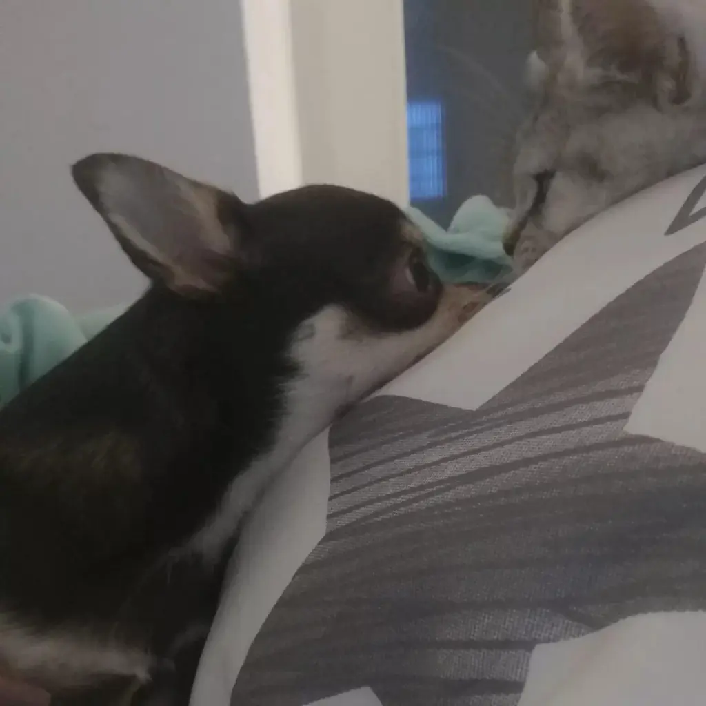 Bild von Cookie