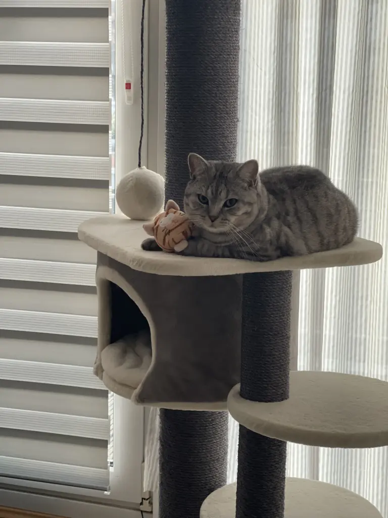 Bild von Cookie
