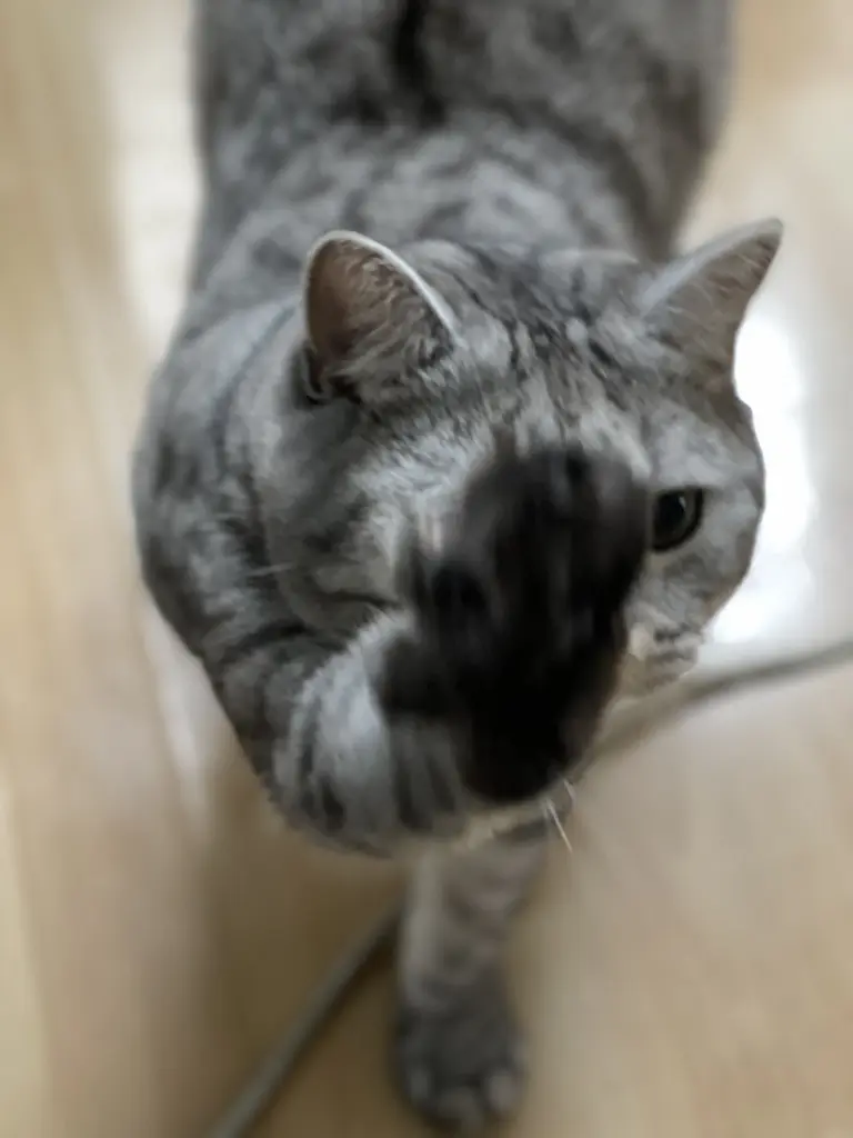 Bild von Cookie