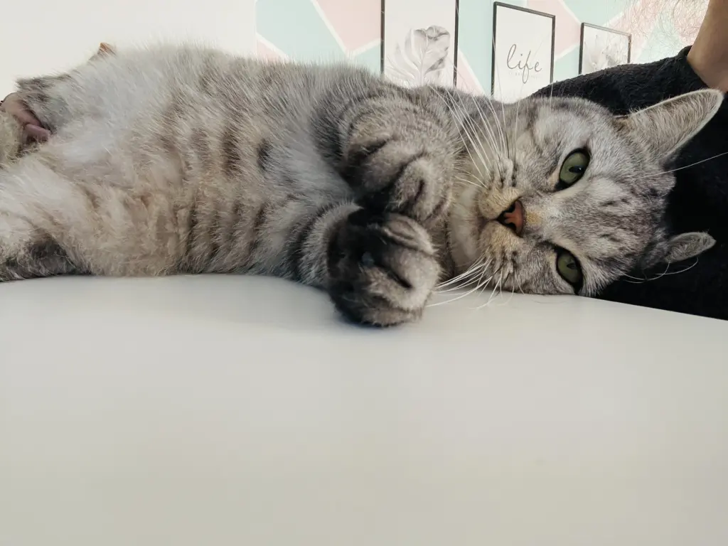 Bild von Cookie