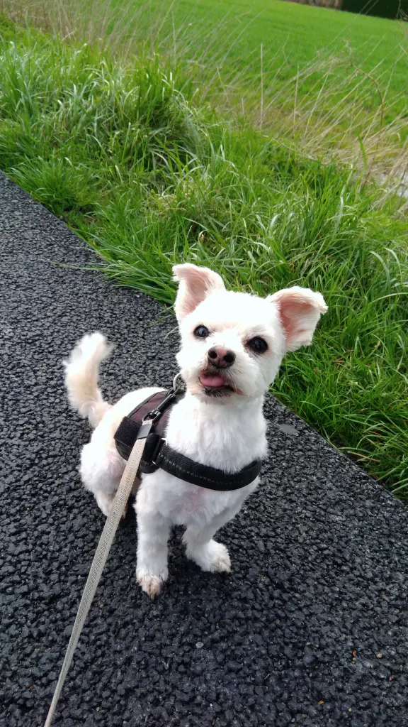 Bild von Rocky