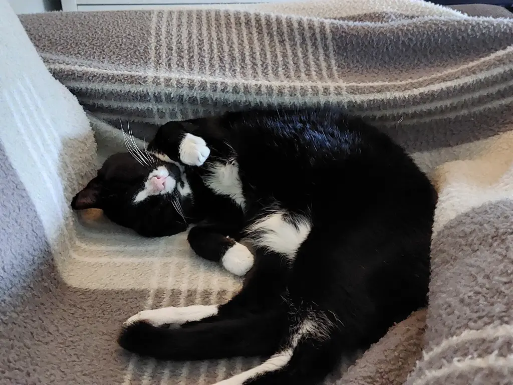 Bild von Tommy