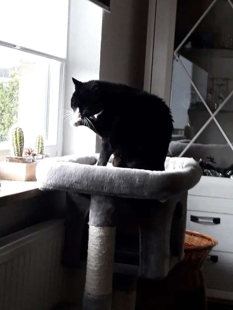 Bild von Tommy
