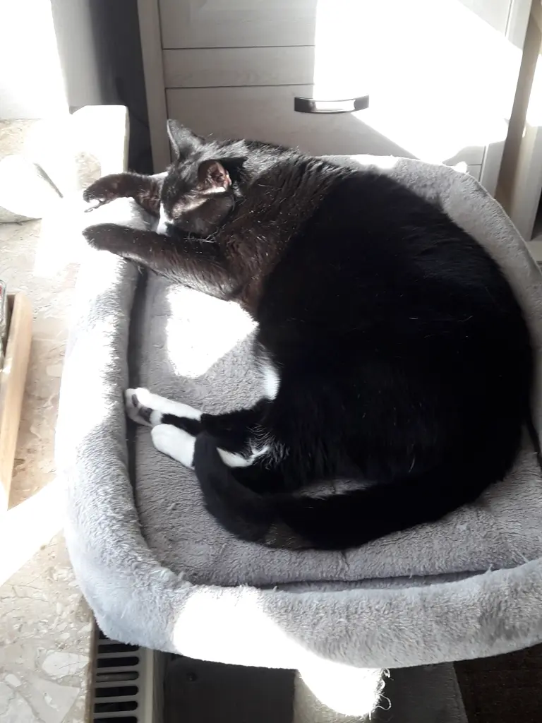Bild von Tommy