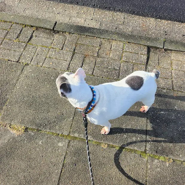 Bild von Lilly