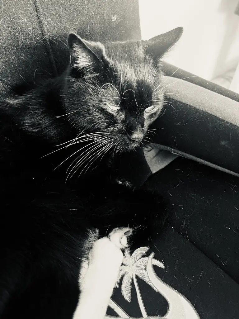 Bild von Scratchy