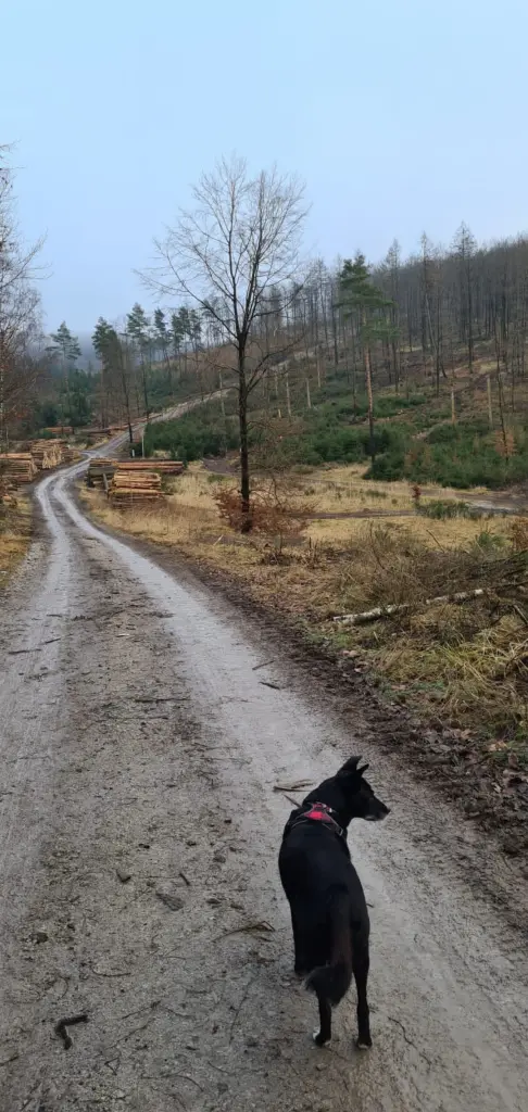 Bild von Odin