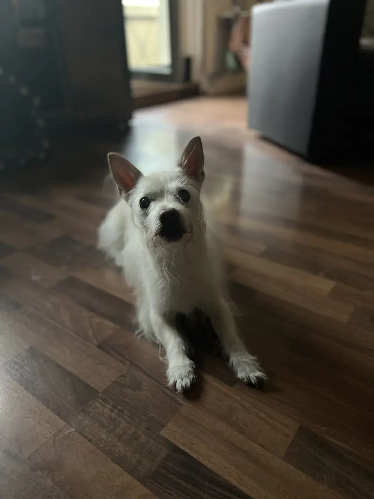 Bild von Teddy