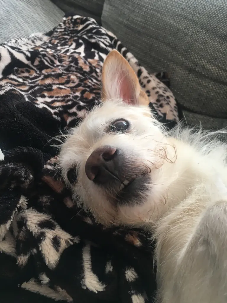 Bild von Teddy