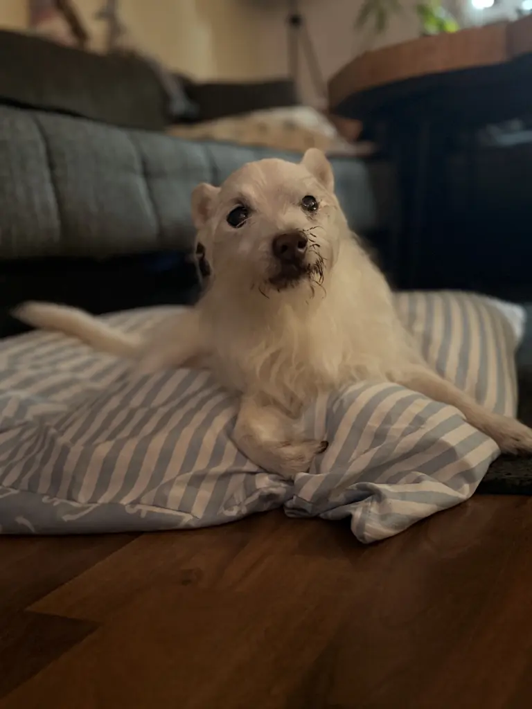 Das letzte Bild, bis er uns verlassen hat ♥️