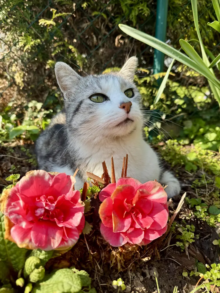 Andachtsbild von Isabel