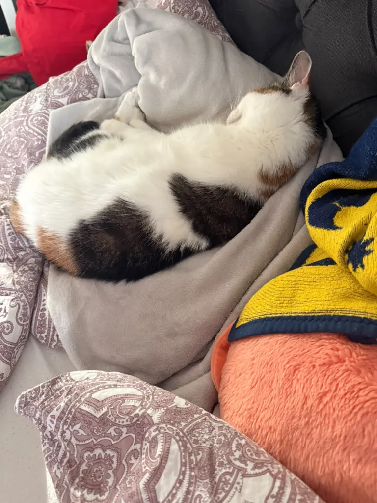 Bild von Lola