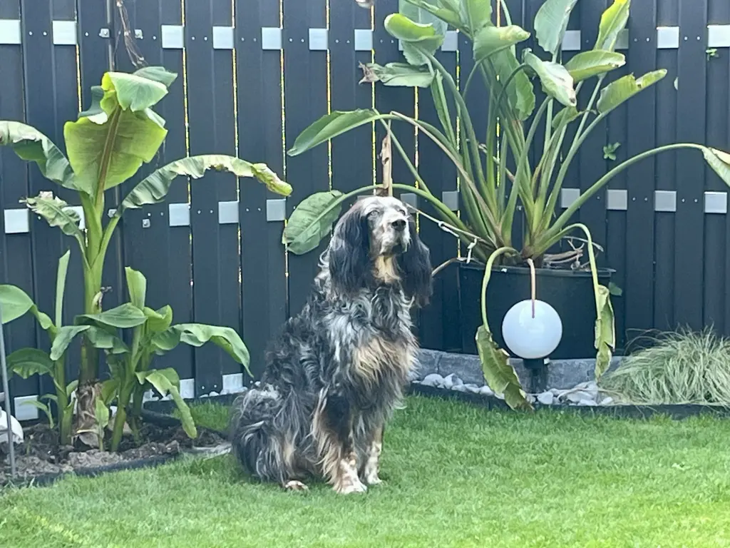 Bild von Chewie