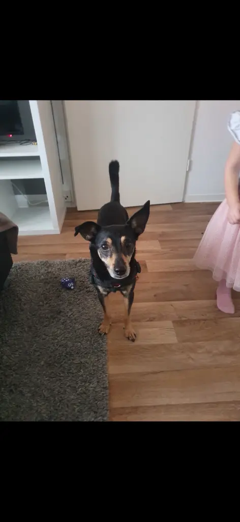 Bild von Rocky