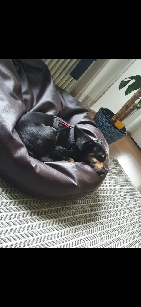 Bild von Rocky