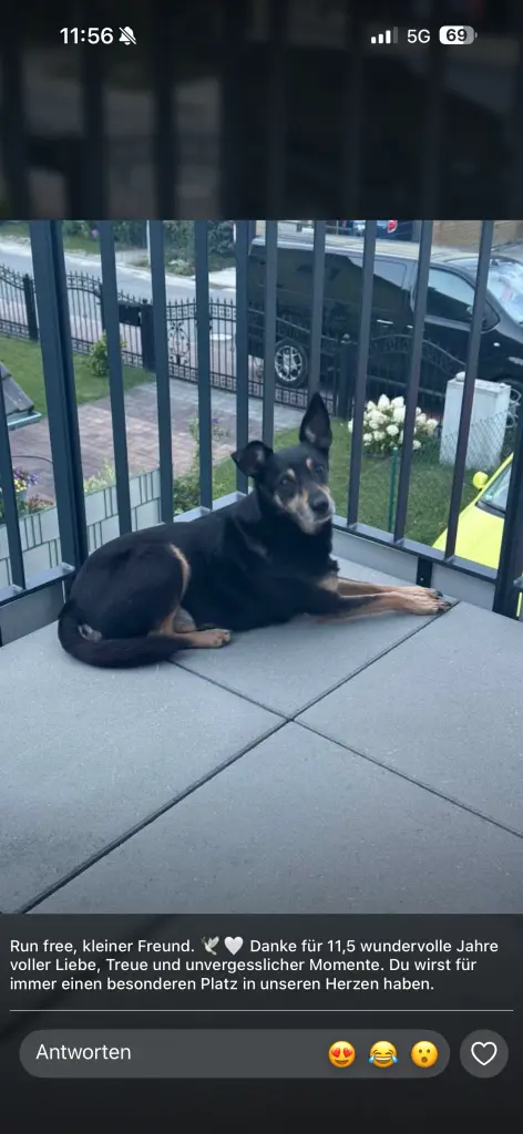 Bild von Rocky