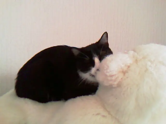 Bild von Lucy