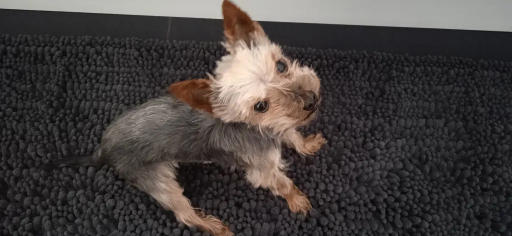 Ein wahrer Powerhund, der seinen Beeinträchtigungen trotzt