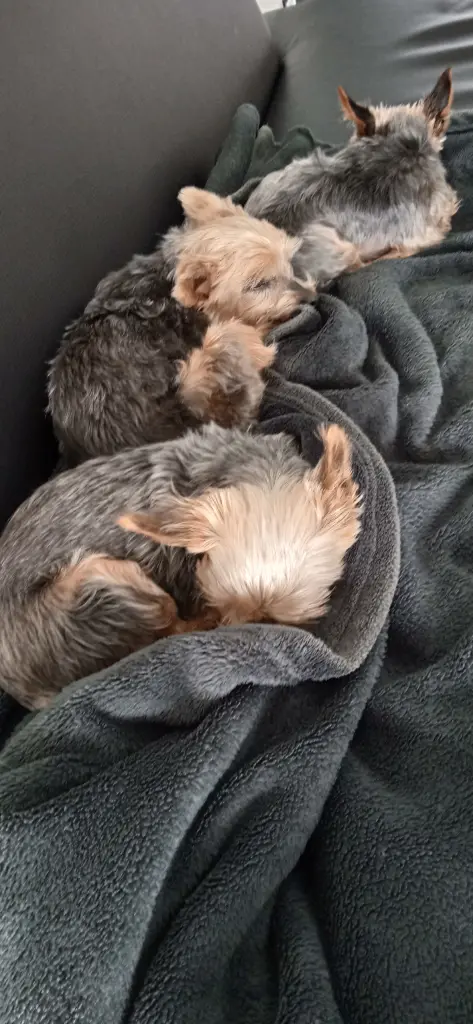 Kuscheln mit Luna und Teddy