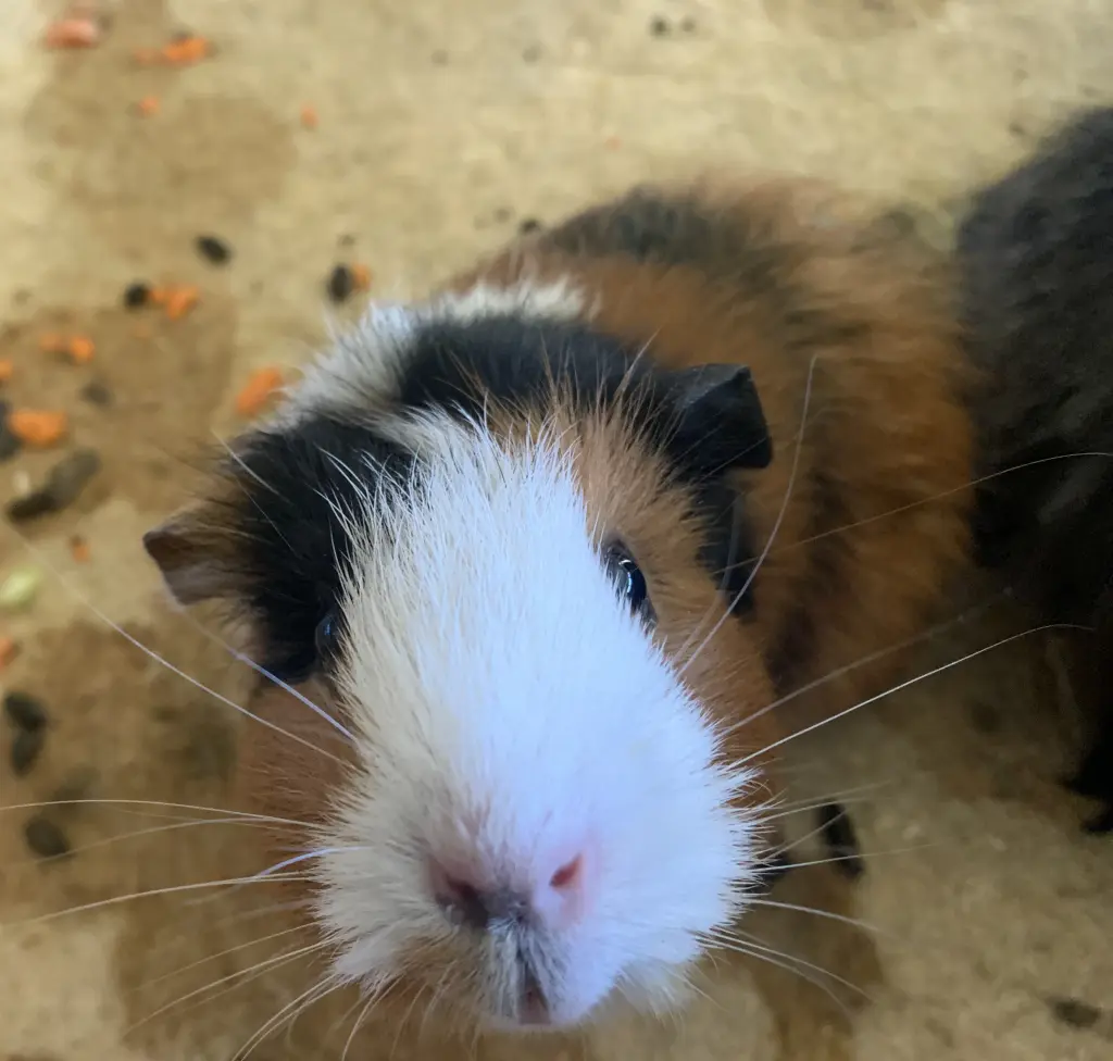 Bild von Rosalie