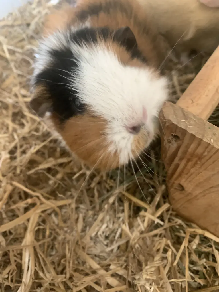 Bild von Rosalie