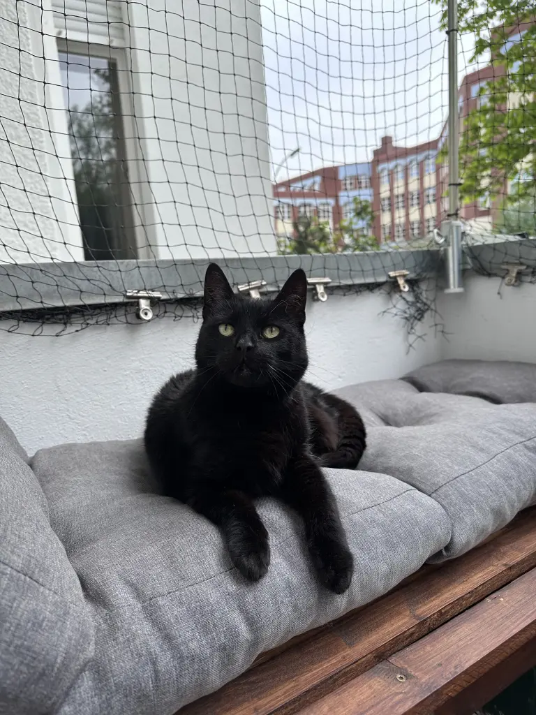 Bild von Ciara