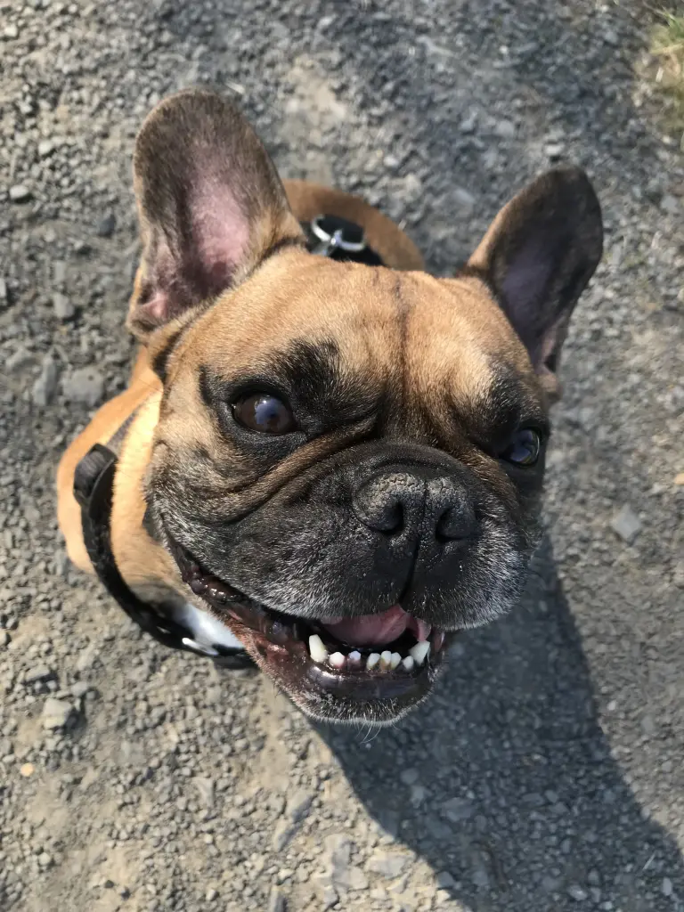 Bild von Watson