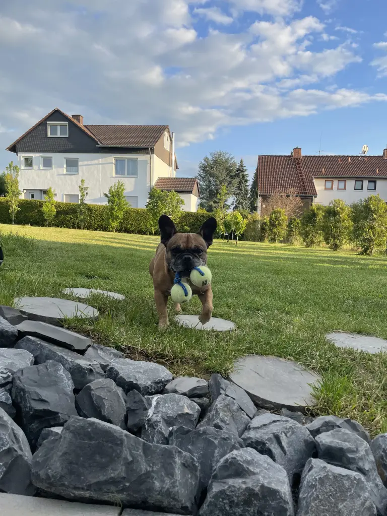 Bild von Watson