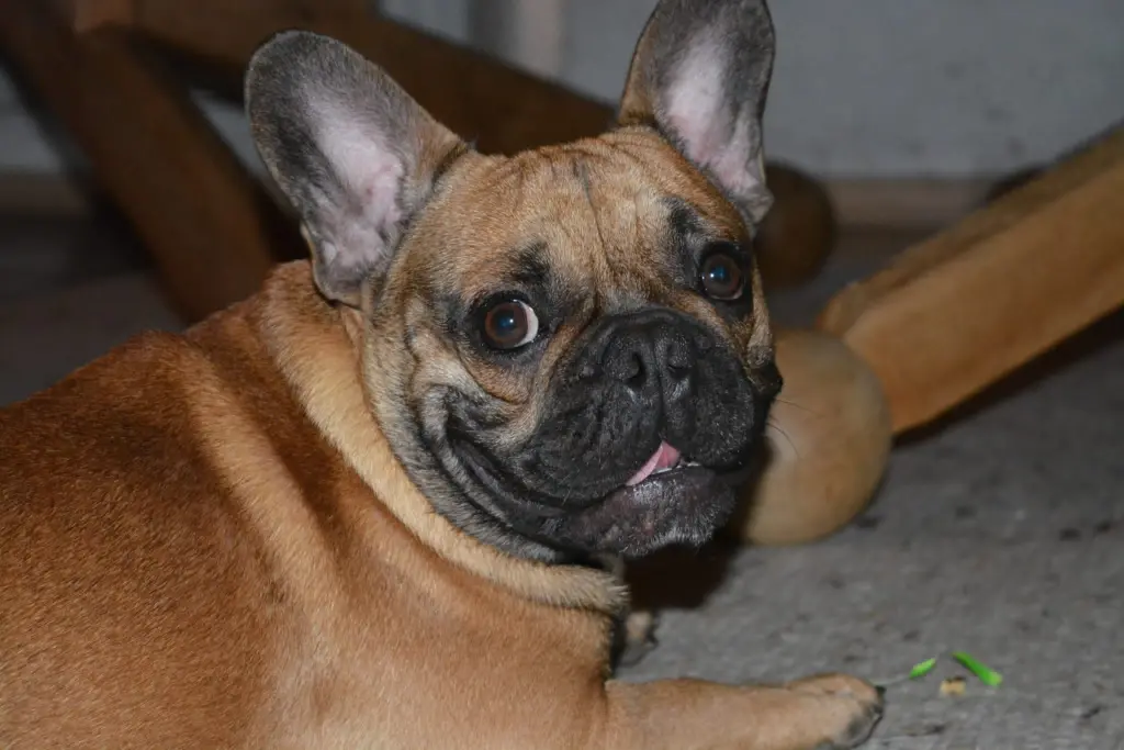 Bild von Watson
