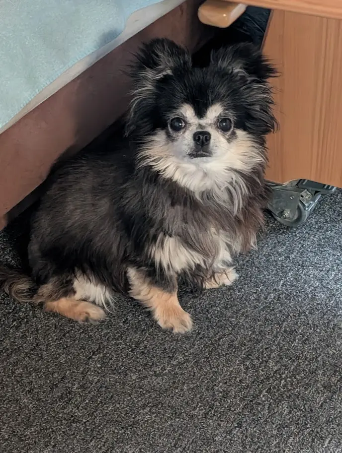 Bild von Tullie ( Juma)