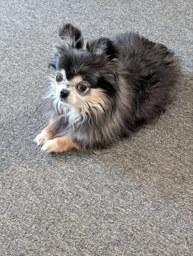 Tullie (Juma)