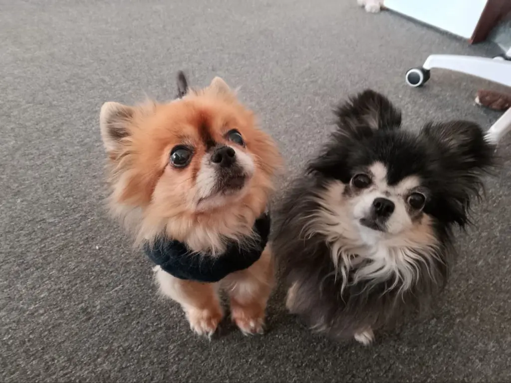 Tullie ( Juma) mit Partner Venjo