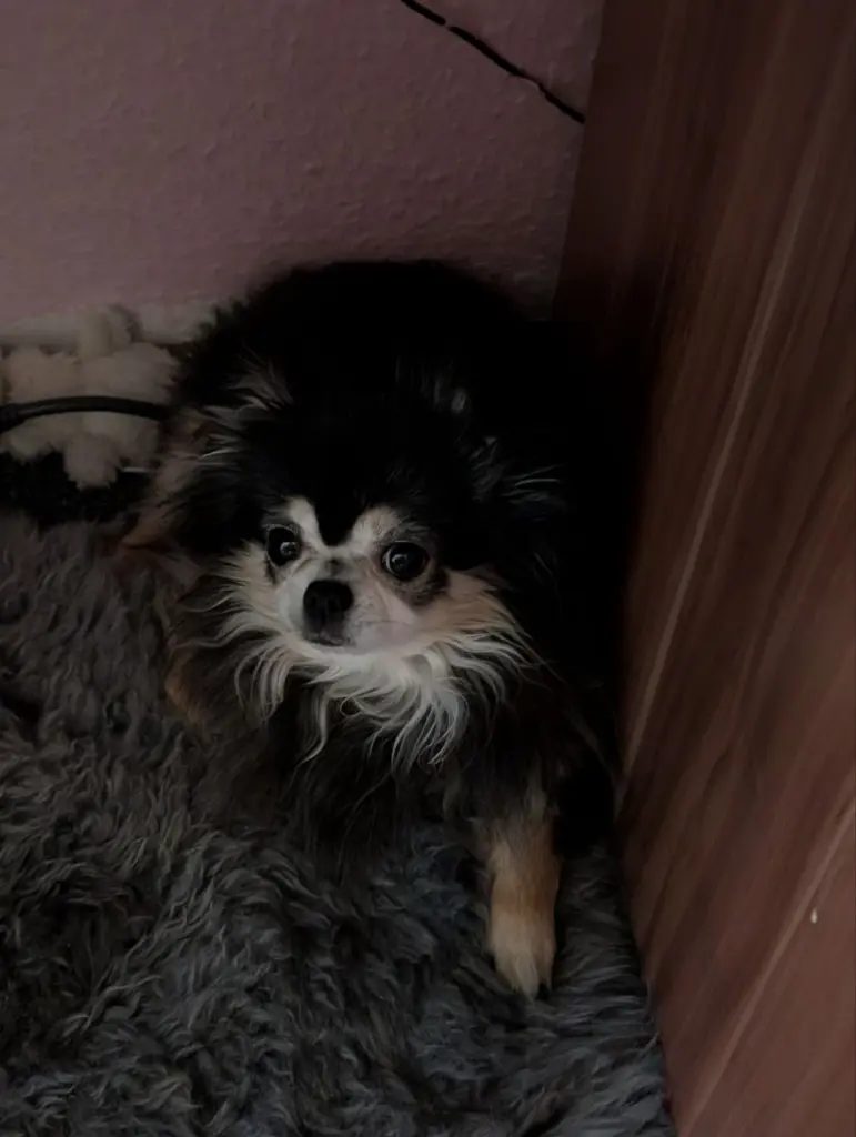 Tullie ( Juma)