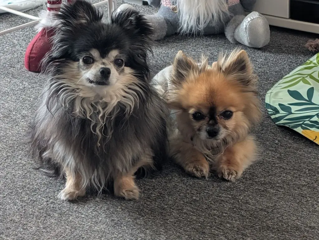 Tullie ( Juma) mit Partner Venjo
