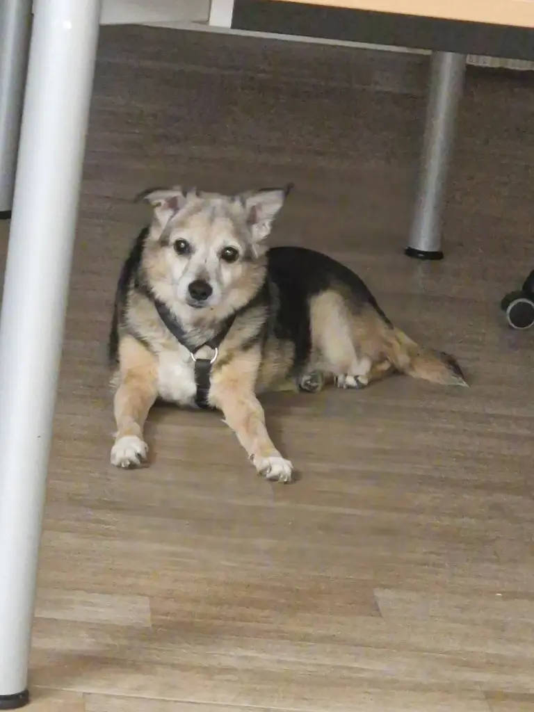 Andachtsbild von Bianca