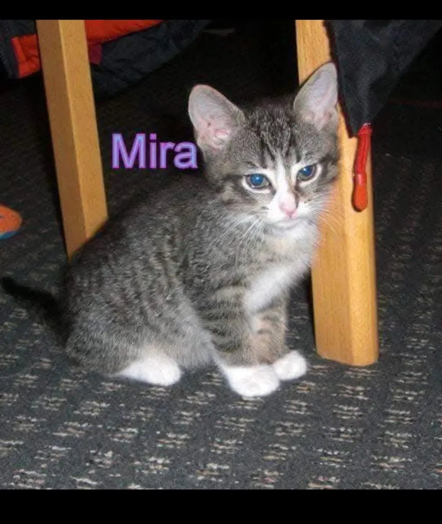 Bild von Mira