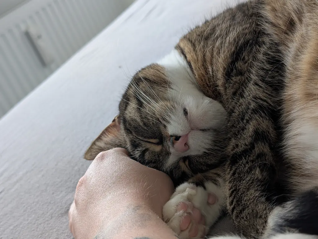 Bild von Mira
