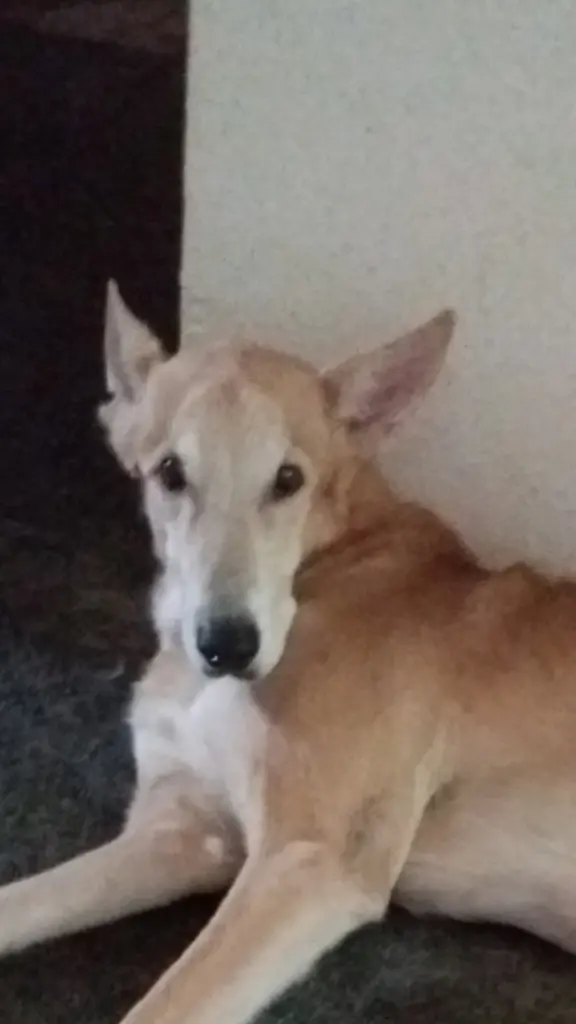 Müde Maus