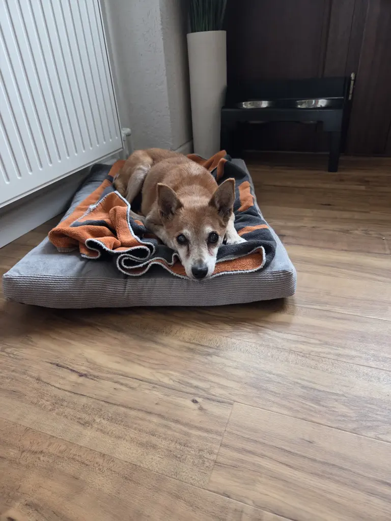 Bild von Romeo